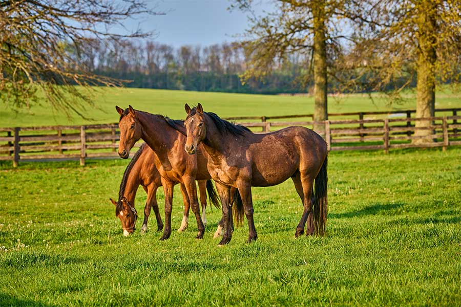 Adoption Program Adoption Program